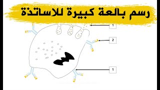 طريقة رسم البالعات الكبيرة لاستعمالها في الدروس و الامتحانات الرسمية