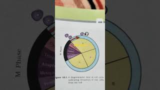 cell cycle beautiful😍 diagram 🔥#shorts #cellcycle