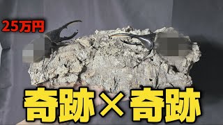 10年に1匹ほどしか入荷が無い幻のカブトムシが2匹入荷してました