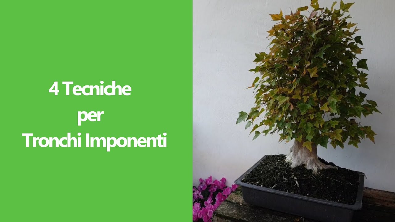 Quattro tecniche per avere bonsai con grandi tronchi.