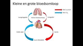 Kleine en grote bloedsomloop