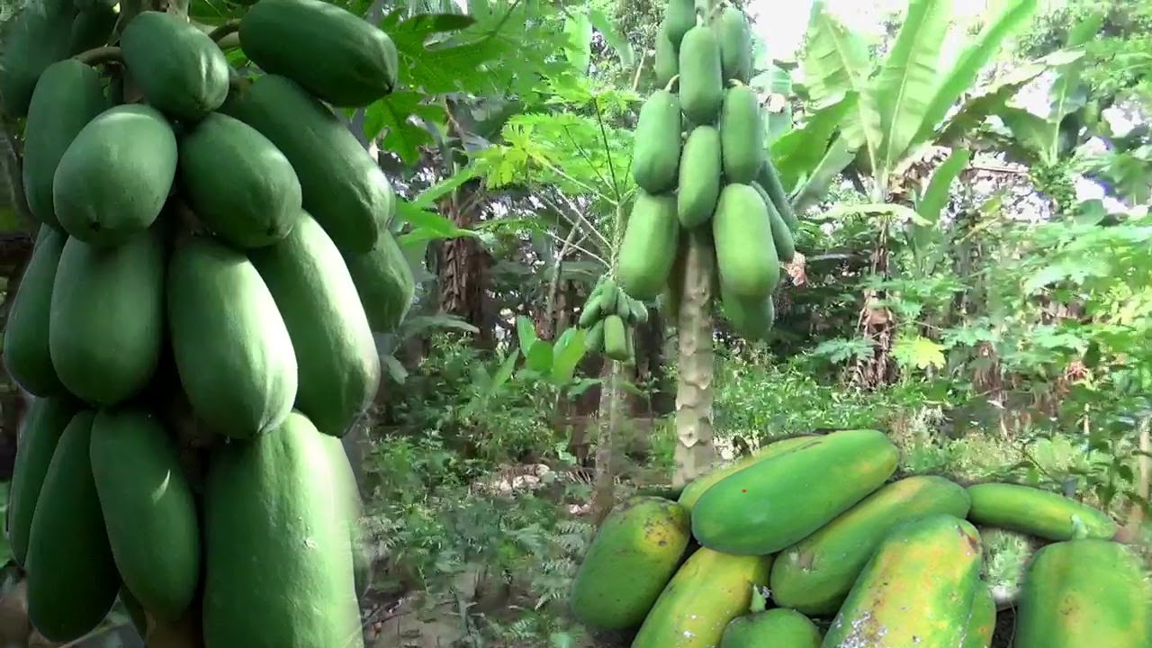 Panduan Lengkap Cara Menanam PEPAYA CALIFORNIA Di Pekarangan Dari BIji