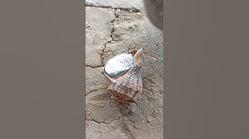 Turning Scrap Aluminum Into Seashell Art | Molten Metal Casting