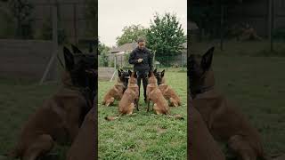 Elite Dog Training: Pack Agility in Action