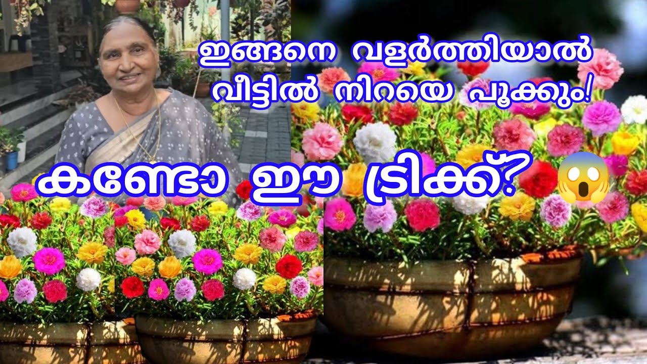 പത്തുമണി🌸 ഇങ്ങനെ വളർത്തിയാൽ വീട്ടിൽ നിറയെ പൂക്കും! Step by Step