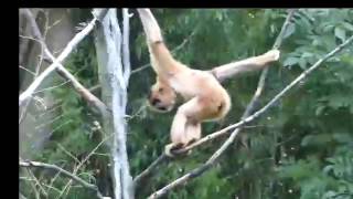 Can You Survive Screaming Gibbons Ear Rape