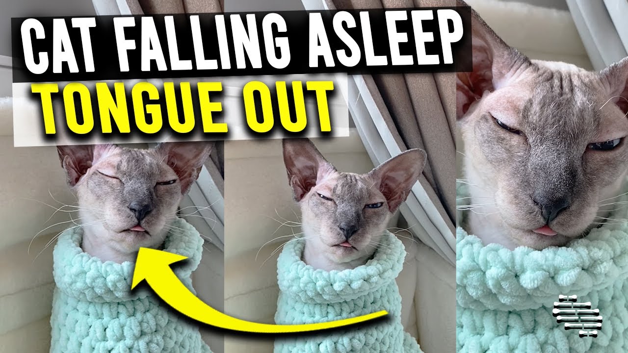 Sphynx Cat Falling Asleep Tongue Out 