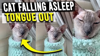 Sphynx Cat Falling Asleep Tongue Out While Standing