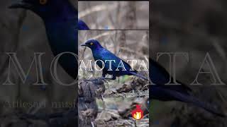 Atita Kaenandjamo {MOTATA}2026🔥🔥🕺🏼💃🏻