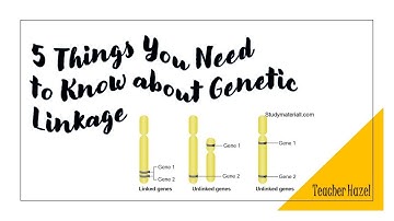 5 Things You Need to Know about Genetic Linkage in Less Than 5 Minutes | Teacher Hazel