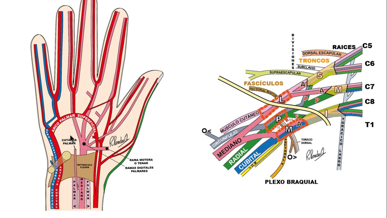 PALMA DE MANO. VASOS Y NERVIOS I YouTube PALMA DE MANO. VASOS Y NERVIOS I YouTube
