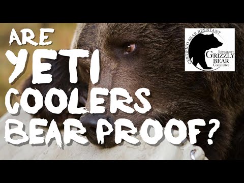 Vídeo: Os coolers yeti são à prova de ursos?