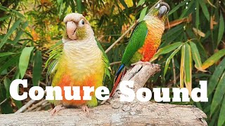 conure sound , green cheek conure sound 1 hour morning bird song My bird chirps in the morning screenshot 5