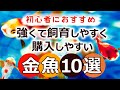 初心者におすすめの金魚10選！強くて飼育しやすく、購入しやすい種類！