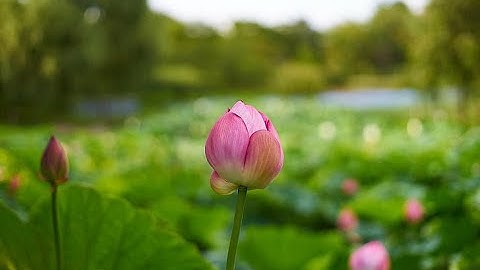 Fundamental Structure of Bhu-mandala (Astronomy of the Puranas, pt. 2: Bhag. 5.16.4,5)