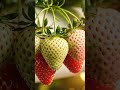سر طعم الفراولة المزروعة في البيوت المائية العربية #فراولة_مائية #HydroponicStrawberries #Shorts