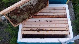 August 13 2019 Bee Update