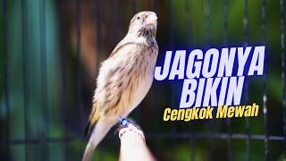 JAGONYA BIKIN CENGKOK MEWAH FAVORITE JURI! MASTERAN BLACKTHROAT GACOR SUARA JERNIH BIKIN CEPET GACOR