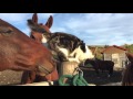 Animal friends: Cute barn cat and her horse friends