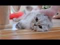 When I tried petting the kitten that was showing its belly and acting affectionate...