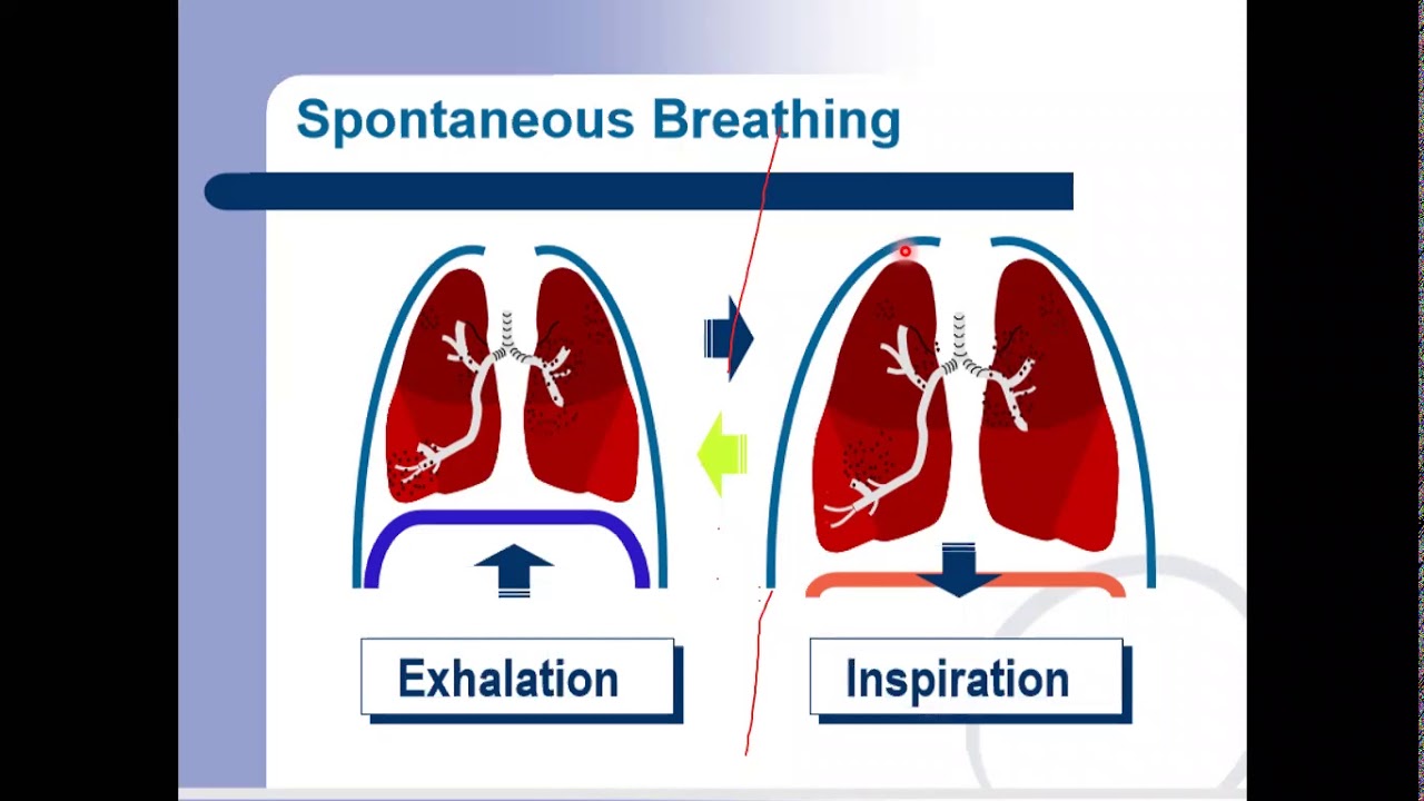 1. Basic Concepts in Mechanical Ventilation د. محمد عبد اللطيف