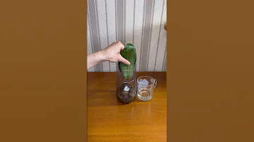 Реанимация орхидеи без Корней