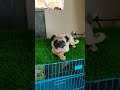 pug male sell in amalapuran low price
