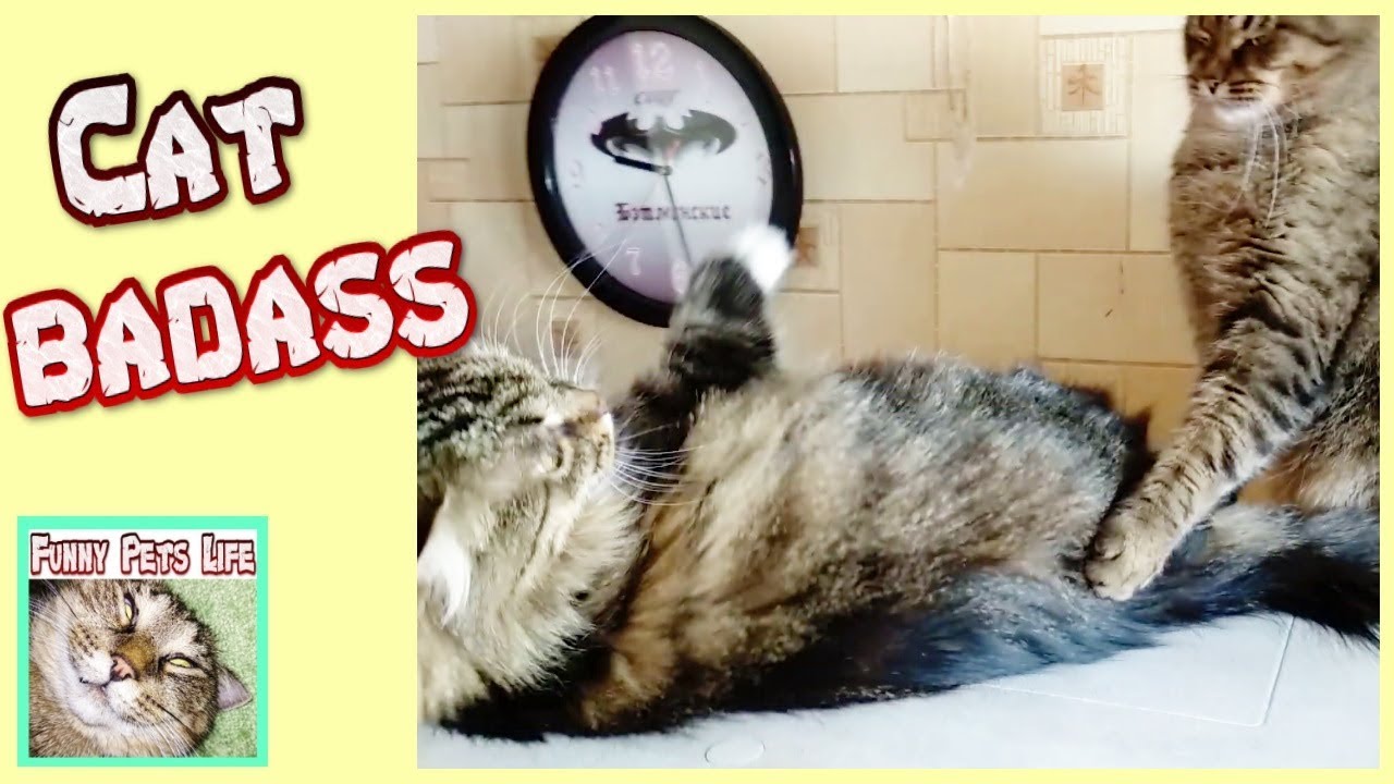 Funny cats. Cat bully. Showdown at the cats. The cat wants to play with