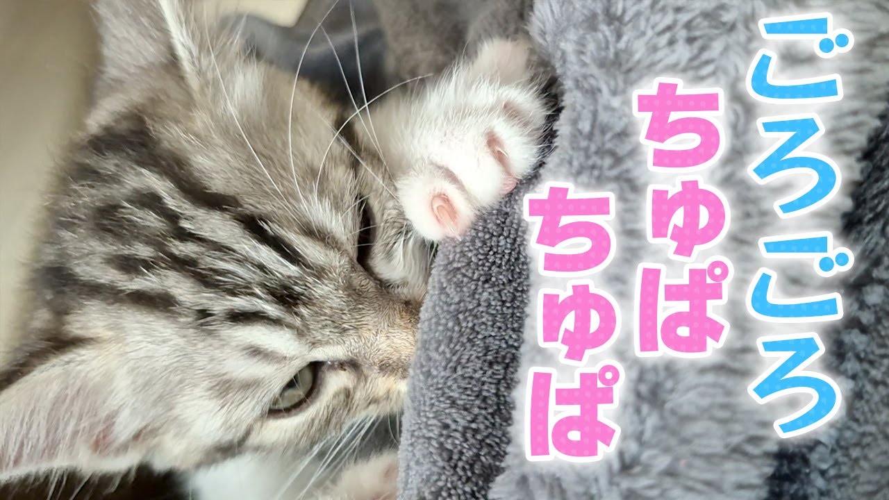 天使のごろごろちゅぱちゅぱをただただ愛でる動画