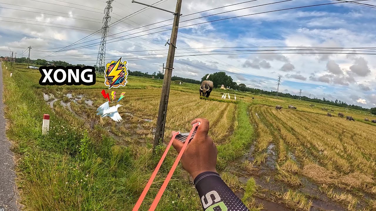 Ná cao su - cùng thằng em kiếm cò đầu mùa về nh-ậ-u lại rai || slingshot Tùng vlog-ncs