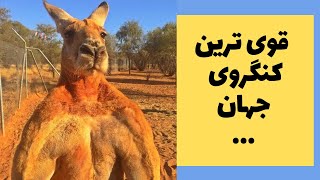 باحال ترین و خنده دار ترین های اینترنت و جهان,  قوی ترین کنگرو/دوبله,حتما ببینید