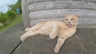 クリーム色の猫ちゃんにはいつも仲良しのチャトラ猫がいます。