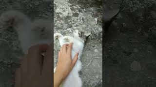 becanda sama miu#cat #music #kitten