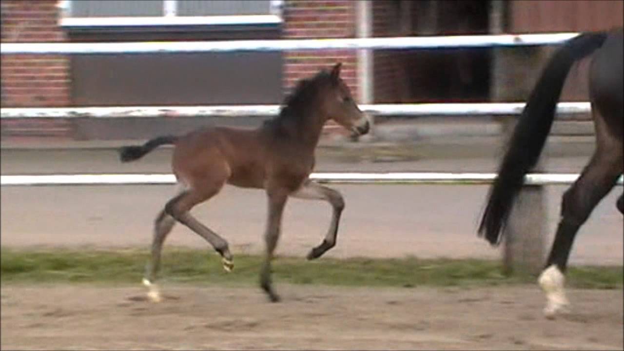 Hengstfohlen v. Diatendro Corlensky G Contendro YouTube