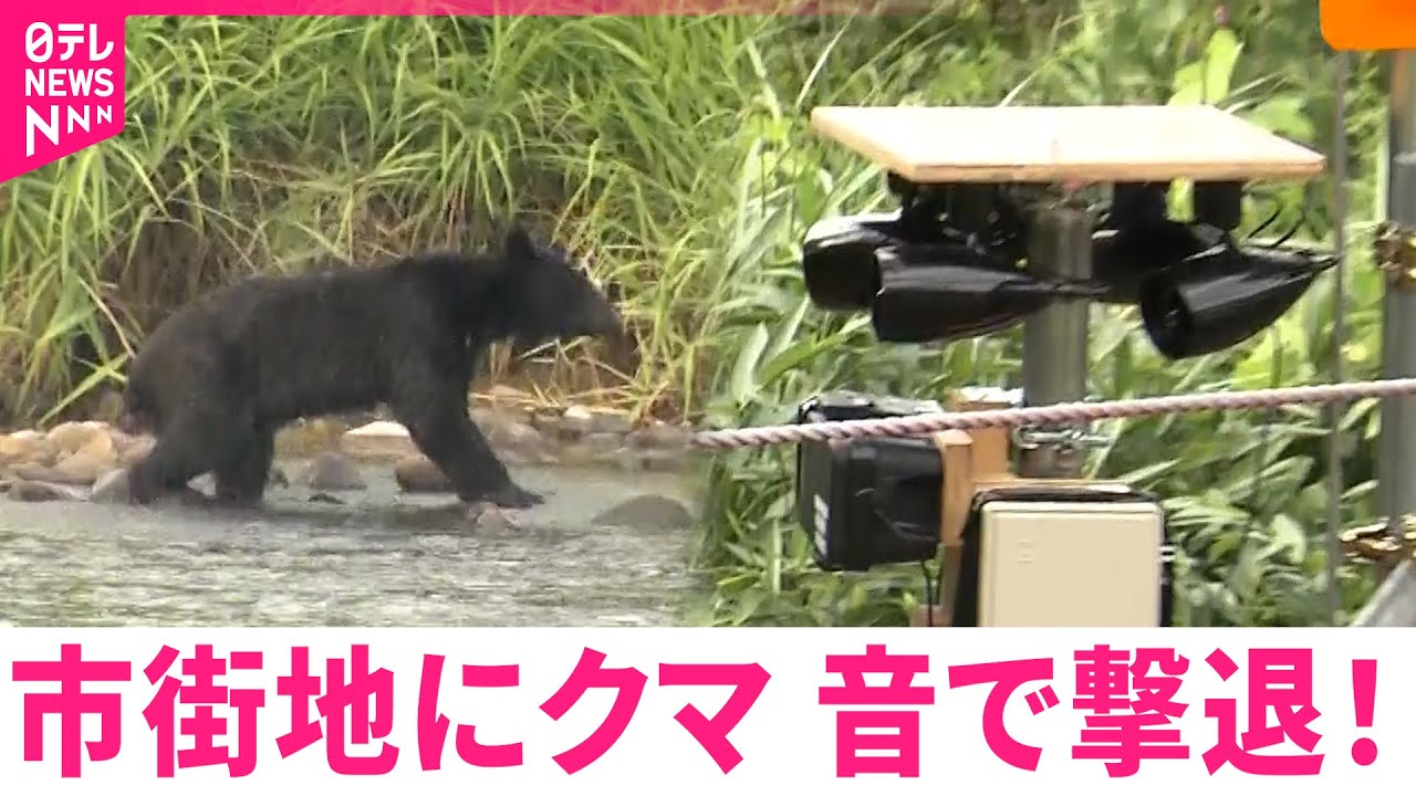 熊 が 嫌がる 音
