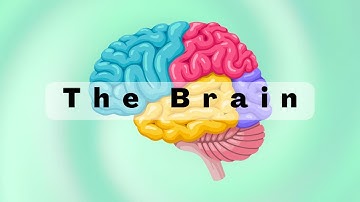 Your Brain: The Supercomputer Inside Your Head!
