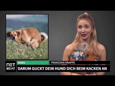 Video: Warum ist mein Hund so besonders, wo und wann er kackt?