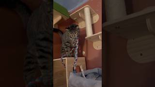 Cute Cats Being Absolutely Adorable! | Funny Cat Video | Cat Cuteness Overload #catshorts #cats