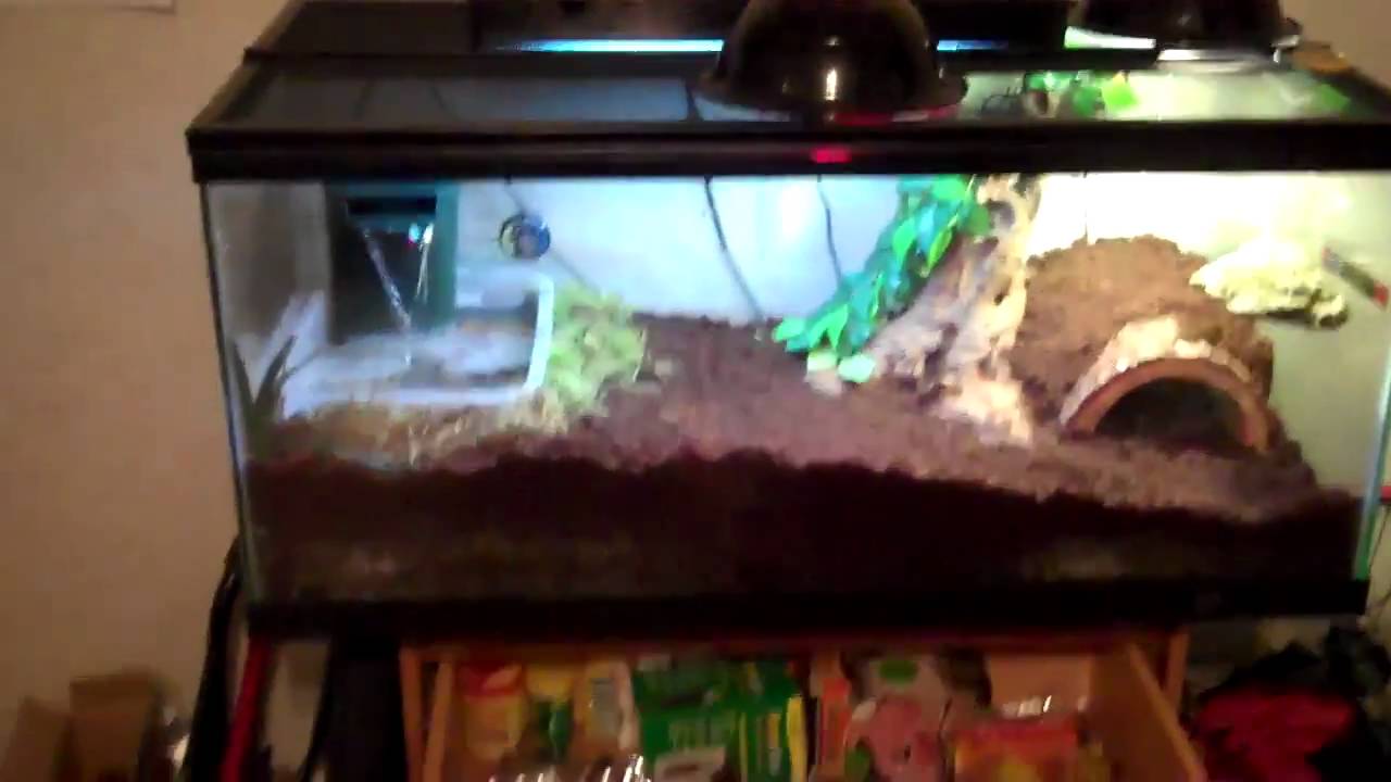 mangrove monitor enclosure
