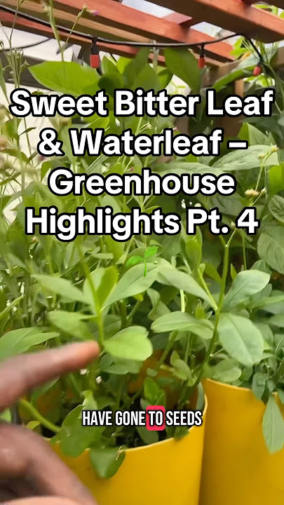 Sweet Bitter Leaf & Waterleaf – Greenhouse Highlights Pt. 4 🌱 #GreenhouseGardening #short
