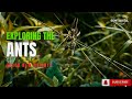 Exploring the Amazing World of Ants 🐜