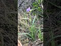 Tradescantia occidentalis (Western Spiderwort) near Elmer Thomas dam, WMWR 4/10/26