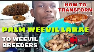 HOW TO TRANSFORM PALM WEEVIL LARAE TO WEEVIL BREEDERS