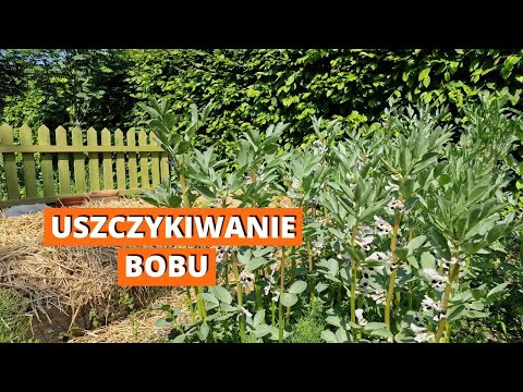 BÓB. Szybsze plony