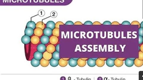 Microtubules Assembly Mechanism I Cytoskeleton1
