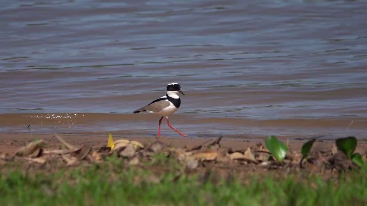 Pied Lapwing Porto Jofree, Pantanal, Brazil - 7-6-23 Howard Vaughan