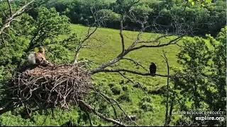 Decorah North 6-6-24, 8:23 am DN17 flies to the nest