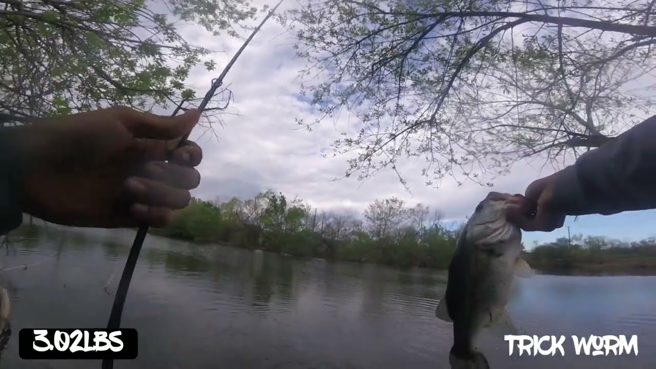 Texas Bass Fishing From The Bank (San Antonio) Bass Manager The