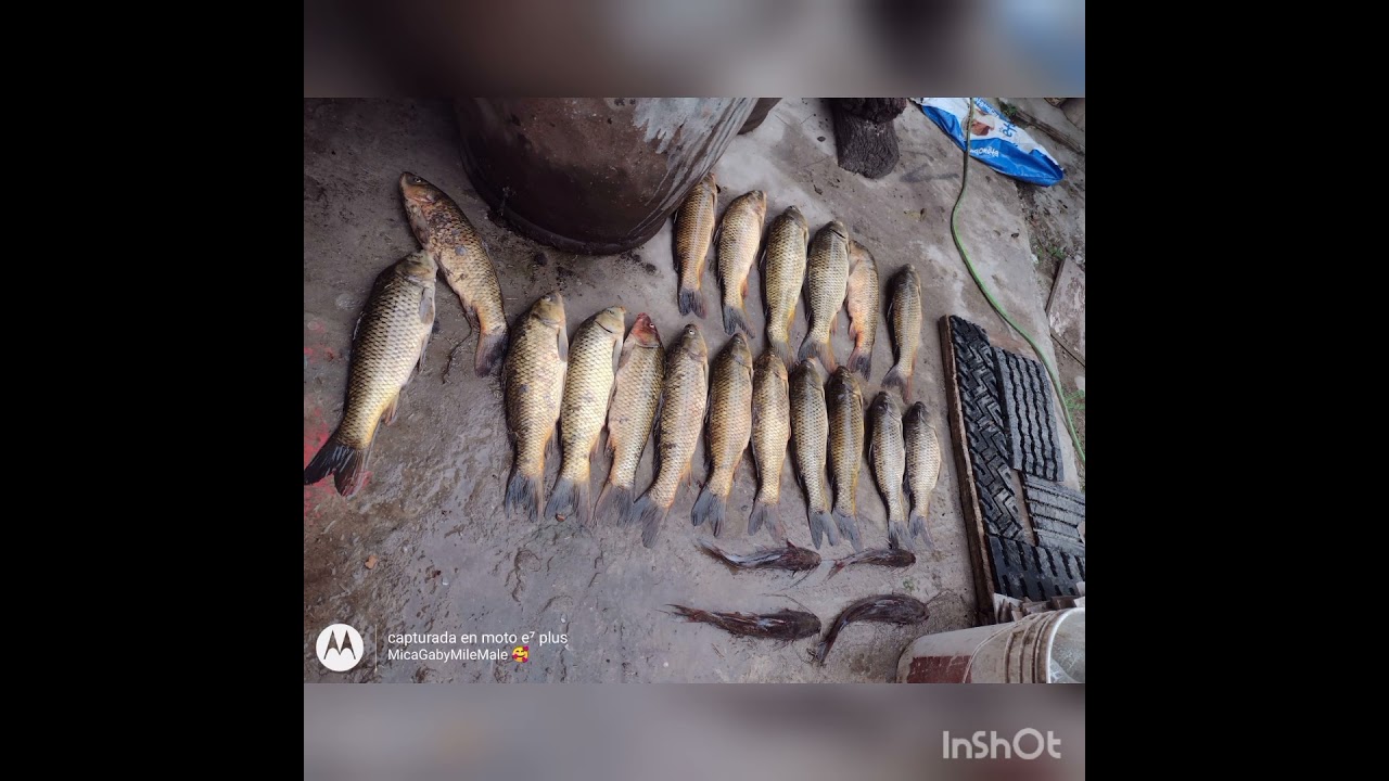 Pesca en Del Carril Campo de Gustabo. cel 1164145711 excelente Lugar muy buena pesca