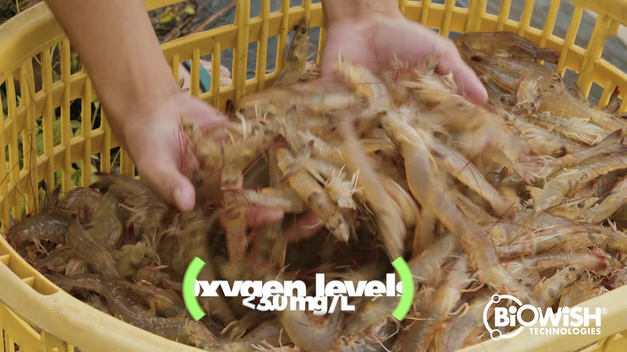 Four Common Diseases that Threaten Shrimp Production